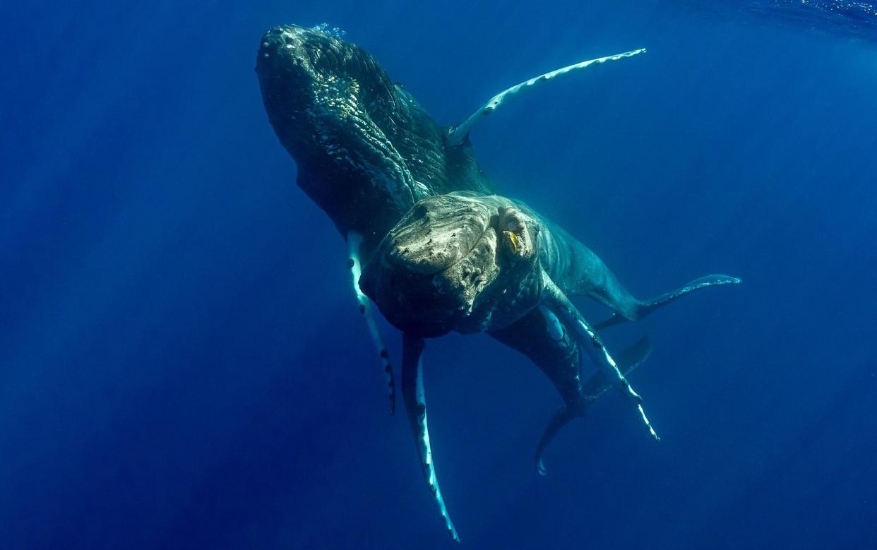 The two adult males were spotted copulating off the coast of Hawaii