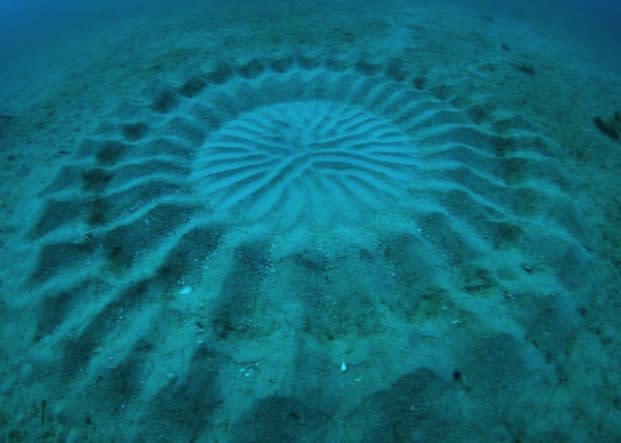 These 'mystery circles' are about 7 feet wide and are made by a 5 inch fish.