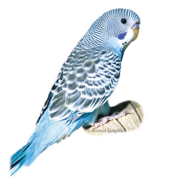 Blue Parakeet (PetSmart)