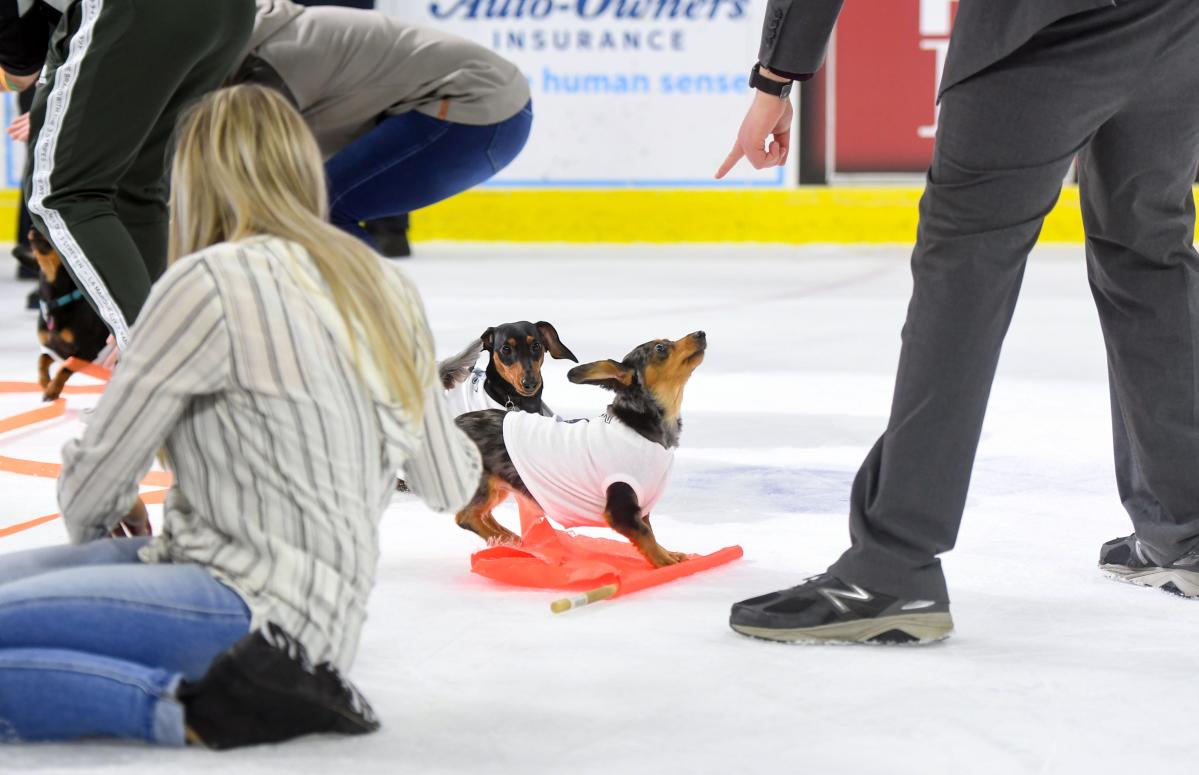 Wiener Dog Race is returning to Sioux Falls in 2022. Here's how to get