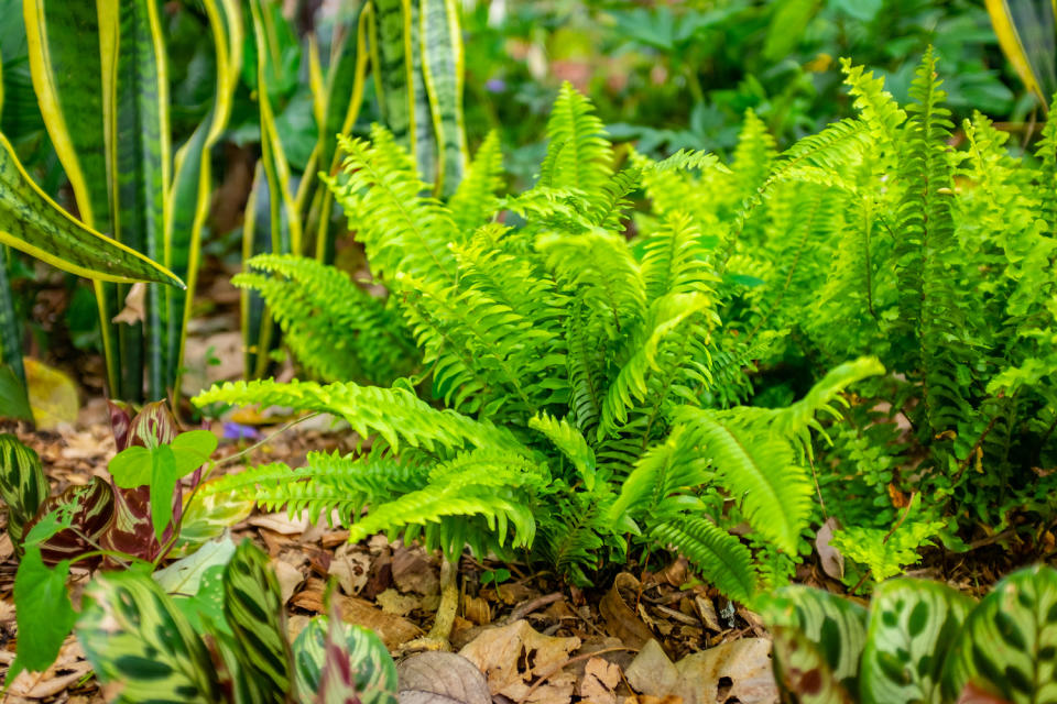 ferns with fallen leaves as mulch