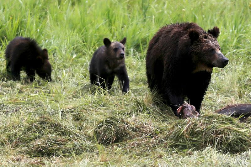 FILE PHOTO: FILE PHOTO: A grizzly bear and her two cubs approach the carcass of a bison in Yellowstone National Park in Wyoming