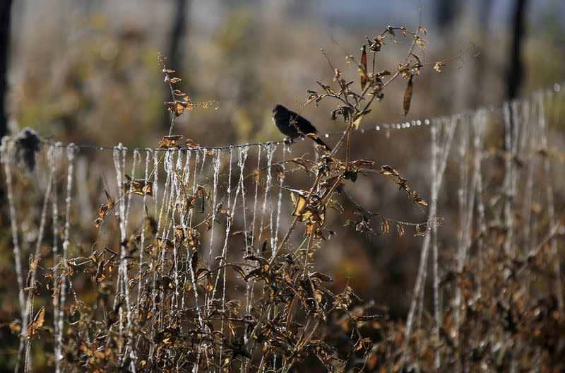 FILE PHOTO: Pea plants are damaged by drought, due to the El Nino weather phenomenon in Madrid municipality near Bogota