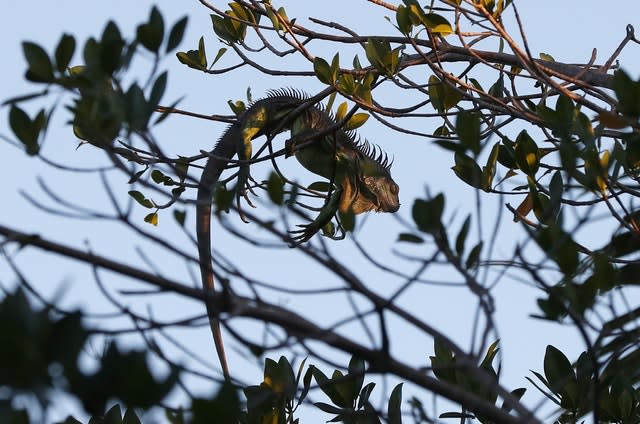 Falling Iguanas