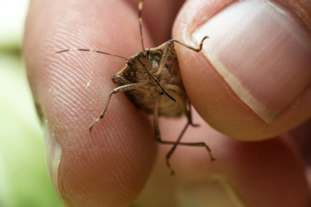 <p> Edwin Remsberg / Photolibrary / Getty Images</p> Stink Bug
