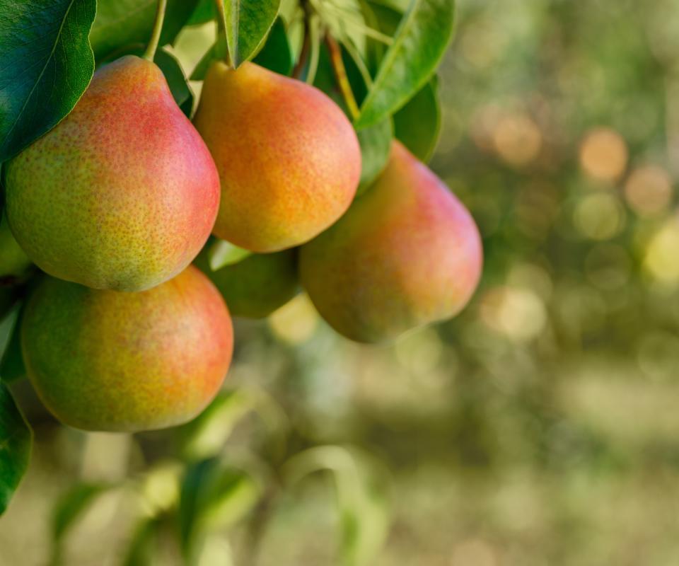 Pears fruiting on a pear tree