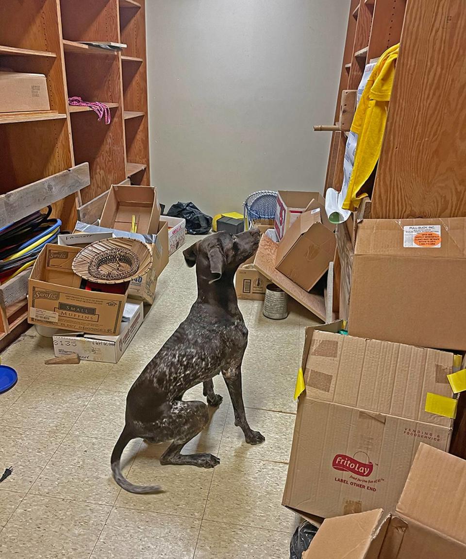 German shorthaired pointer Cassia is a nationally certified disaster search dog. Her handler is Jo Huxel. Northwest Disaster Search Dogs (NDSD), a nonprofit group that trains canines for urban search and rescue, is using Fawcett Elementary as a training site before the school is demolished later in March. 