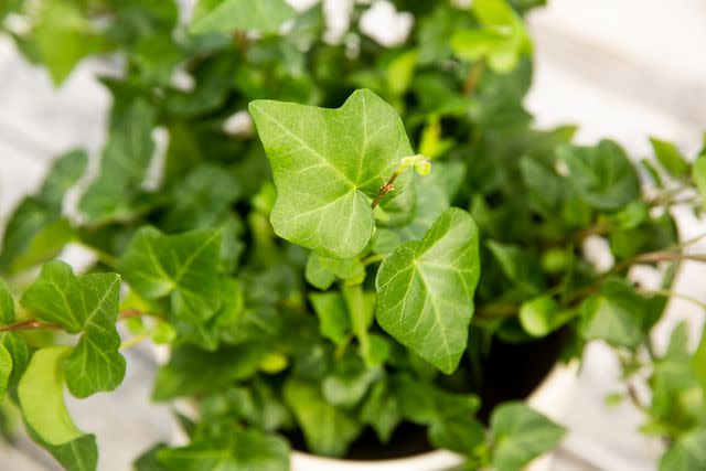 English Ivy Large Leaf, 6 Pot