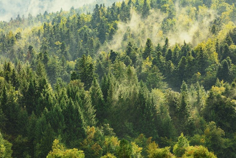 A hazy forest canopy.