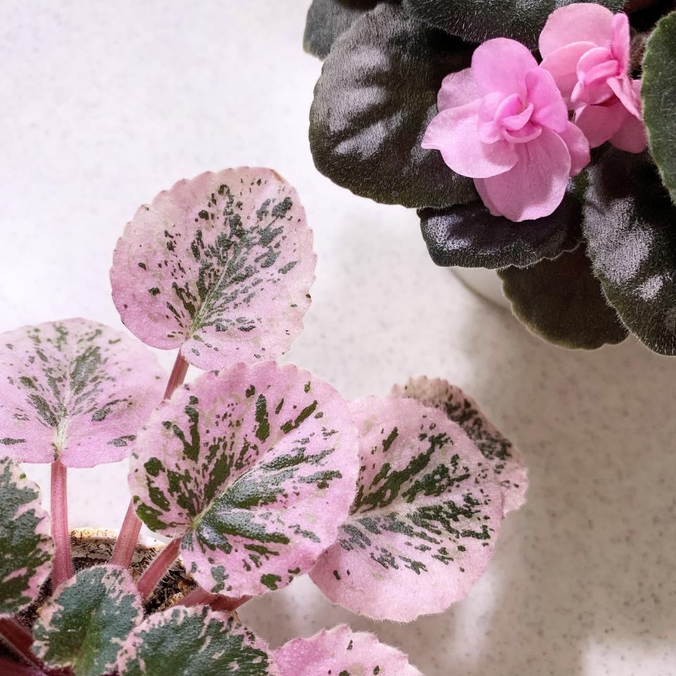 This undated photo, provided by Ana Carlson of Sill Appeal, shows a variegated African violet with pink leaves in Santa Monica, Calif. Pink plants are popular right on social media now. (Sill Appeal via AP)