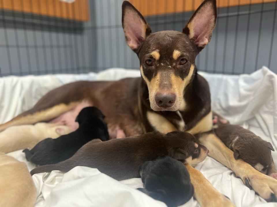 Some of the dogs taken from a Bloomington home on March 17 now housed at Bloomington's animal shelter. Officials there said the dogs' owner had fed and given water to the dogs but did not have required permits to breed or to possess so many.