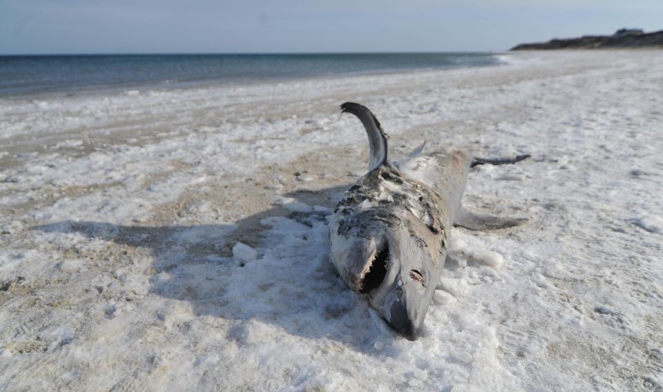 A dead porbeagle shark lays on a frozen Cold Storage Beach in Dennis on Feb. 5, 2023. It is illegal to take pieces, such as fins and teeth, from porbeagle sharks.