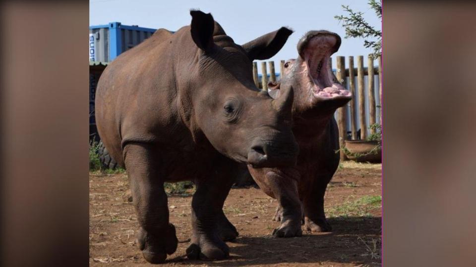 查理與牠最好的朋友白犀牛馬克霍西。（圖／翻攝自@zululand_rhino_orphanage IG）