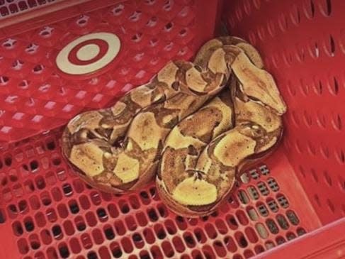 A boa constrictor was found in a Target cart in Sioux City, Iowa.