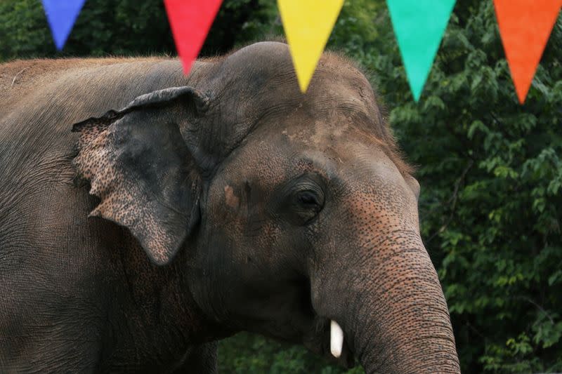 Farewell ceremony for Kaavan, an elephant waiting to be transported to a sanctuary in Cambodia, at the Marghazar Zoo in Islamabad