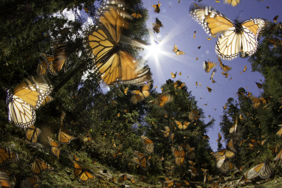 Monarch butterflies in Mexico. (Photo: AmericanWildlife via Getty Images)