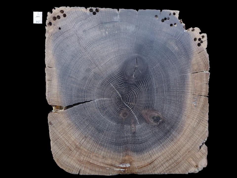 Cross section of a rib made of white oak. This sample had 156 rings; its last ring was dated 1845. Holes in upper part were made by wood-eating marine worms.