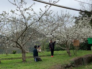 ▲嘉166線近70K附近，綻放美麗的黃柑李花。| Plum trees are in full blossom （NOWnews)