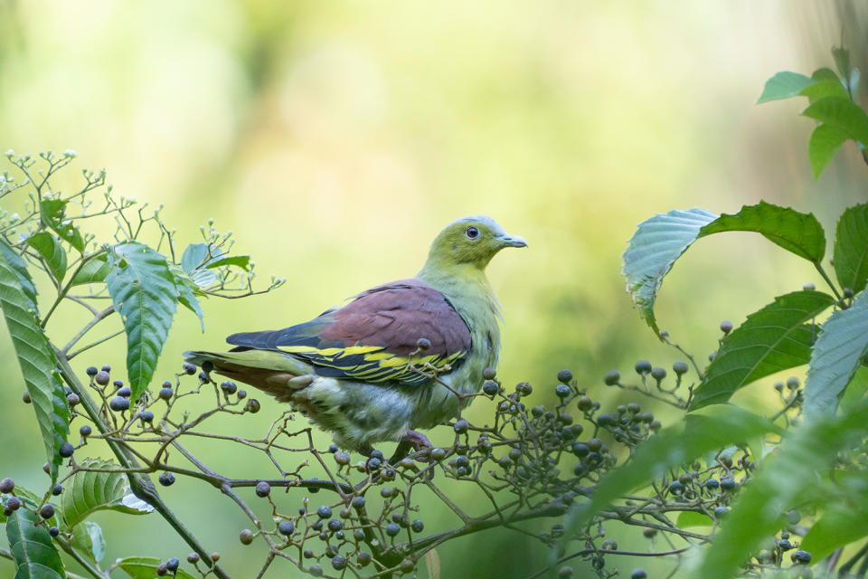 Ashy-headed green pigeon in Central Catchment Nature Reserve, Singapore, 9 October 2021. (Photo: Yip Jen Wei)