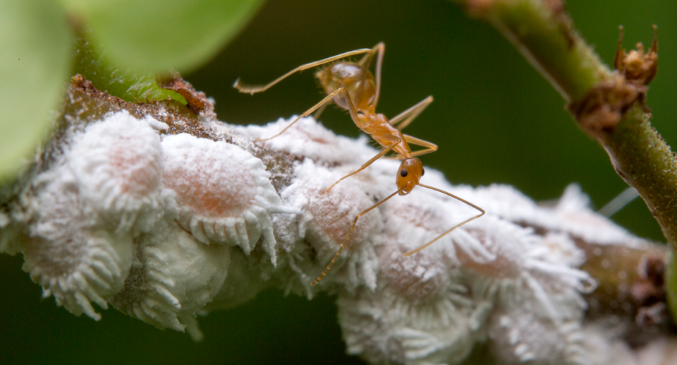 A close-up shot of the yellow crazy ant. 