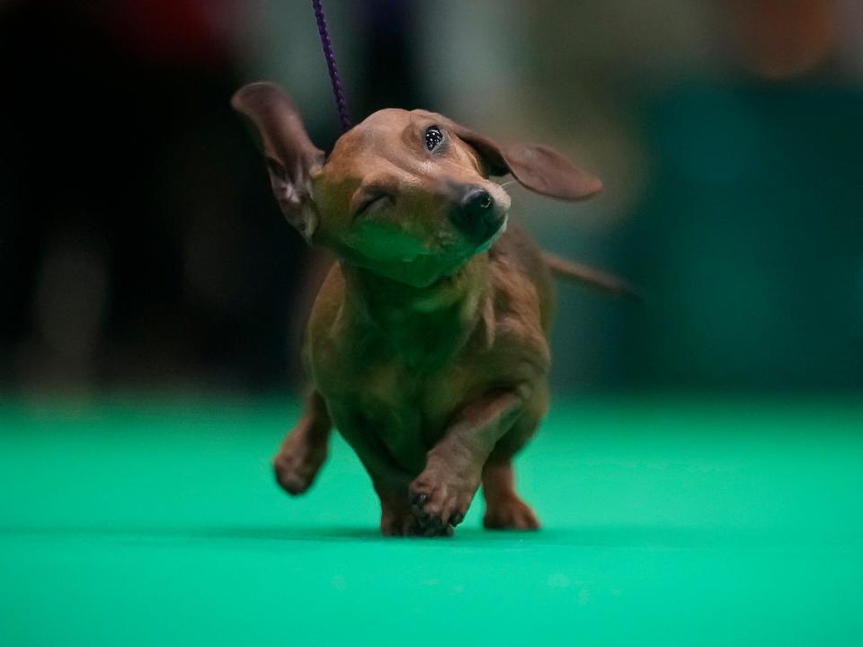 11 March 2023: A Dachshund miniature strides across the judging ring on day three of Crufts at the NEC Arena in Birmingham (Getty)