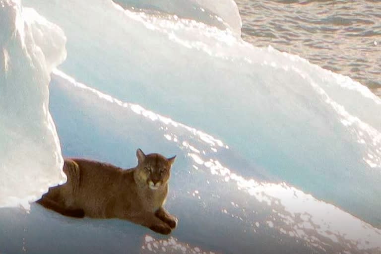 El puma grabado sobre el témpano de hielo en el Parque Nacional Los Glaciares