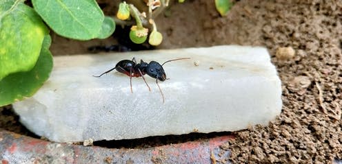 <span class="caption">Common black ant.</span> <span class="attribution"><a class="link " href="https://www.shutterstock.com/image-photo/common-black-ant-garden-selective-focus-1765508066" rel="nofollow noopener" target="_blank" data-ylk="slk:Shutterstock;elm:context_link;itc:0;sec:content-canvas">Shutterstock</a></span>