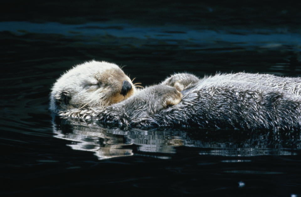 Sea otter (Enhydra lutris) asleep in water, USA