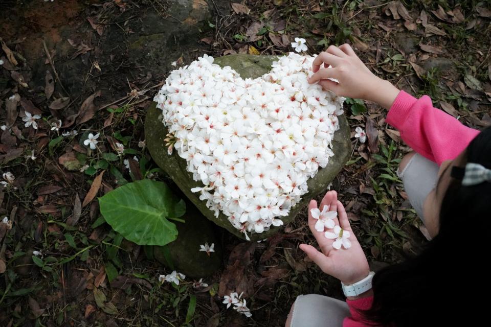 林口也有桐花步道秘境！賞五月雪、嚐排隊美食、美拍熱點快存起來