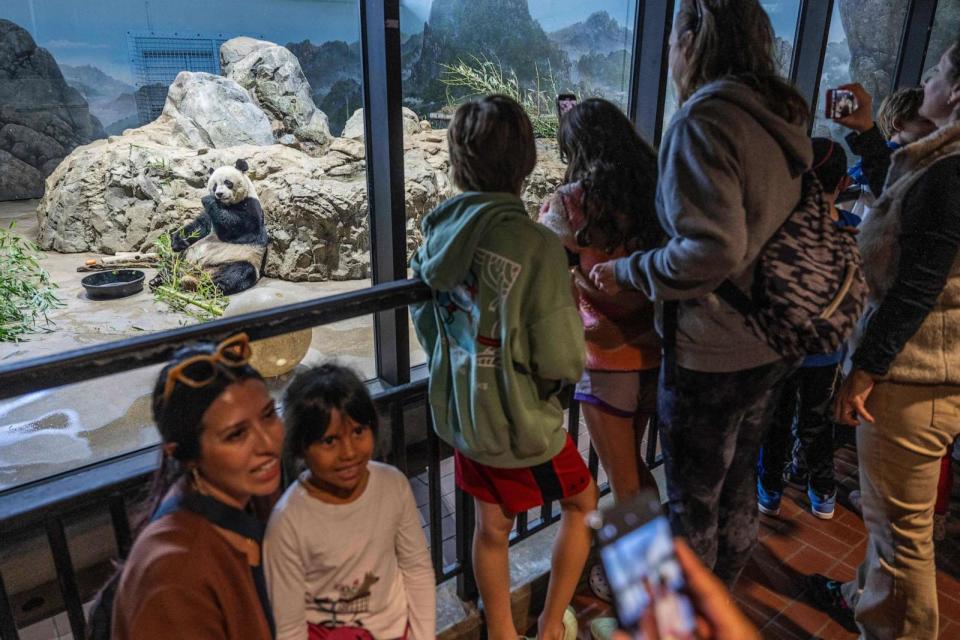 PHOTO: Giant Panda Mei Xiang has a snack while sitting in its enclosure at the Smithsonian's National Zoo in Washington, D.C., Nov. 7, 2023, on the final day of viewing before they three pandas return to China. (Jim Watson/AFP via Getty Images)