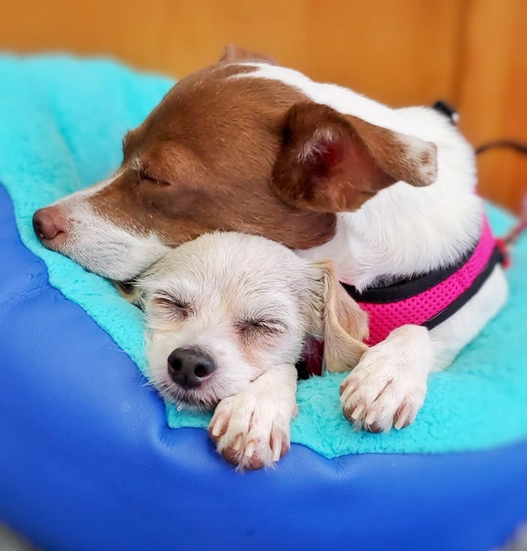 Bonded dogs Ravioli and Side Salad found a loving home together. (Courtesy of Muttville Senior Dog Rescue)