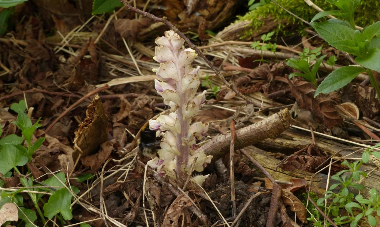 <span>A bumblebee on a toothwort. ‘It is known as the corpse flower, supposedly on account of its deathly pallor.’</span><span>Photograph: Nic Wilson</span>