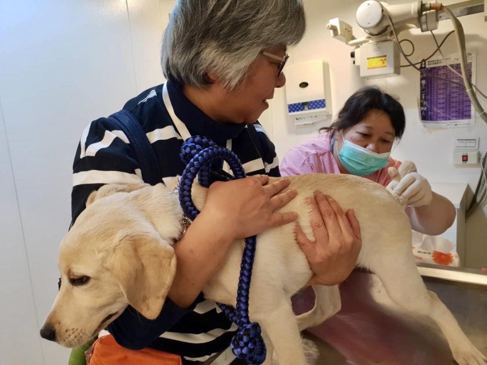 導盲幼犬寄養期間須定期打預防針及健康檢查。圖／何佳珍提供