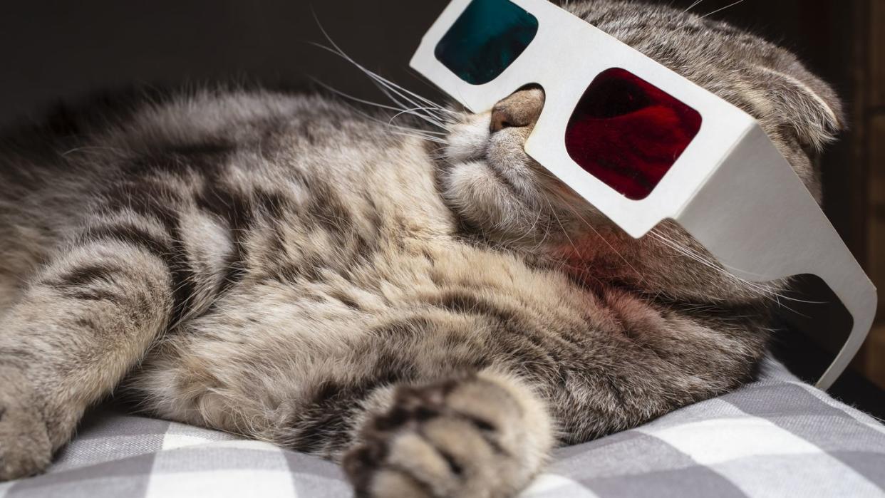 funny scottish fold cat wore 3d glasses and watching a movie on the television set