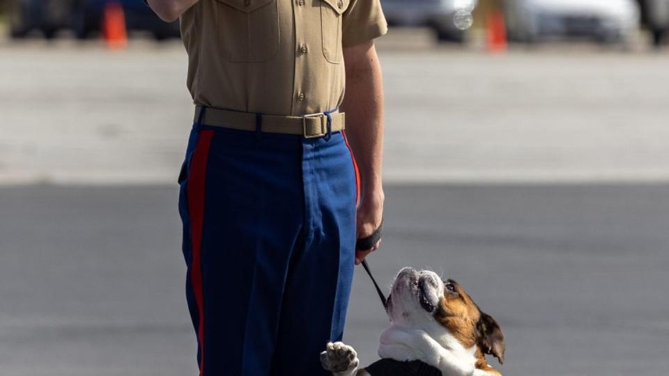 Cpl. Manny and his hander, Cpl. Max Noel participate in a graduation ceremony for Golf Company, 2nd Recruit Training Battalion, in San Diego, April 14. (Lance Cpl. Alexander O. Devereux/Marine Corps)