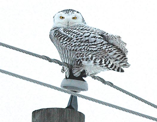 An immature female snowy owl uses a phone pole as an observation platform for her hunting for field mice and voles in a hay field in the Rudyard area.