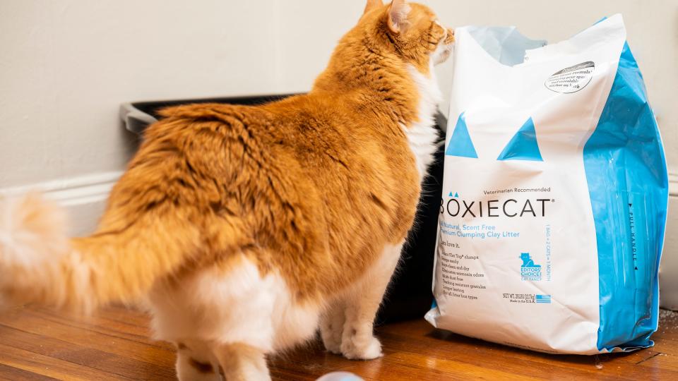 Boxiecat All Natural Scent-Free aced nearly all of our tests for the best cat litter.