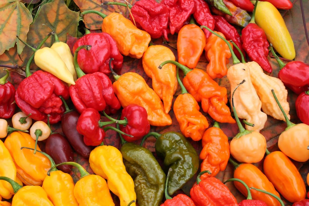 Capsaicin is what makes chilli peppers taste hot. (Shutterstock)