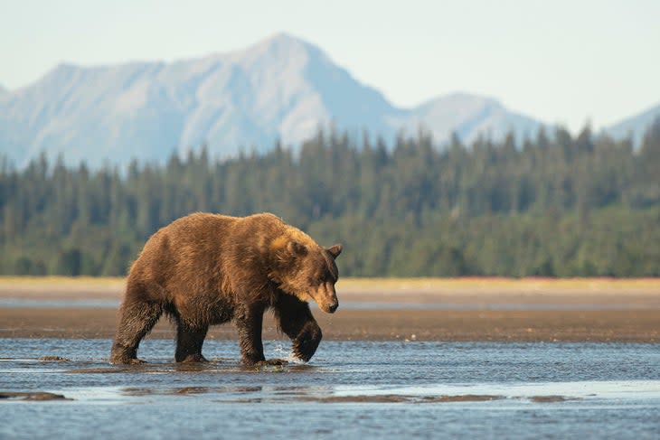 A large sow brown bear (Ursus arctos) walks across the delta at the mouth of the Sargent River in Lake Clark National Park.