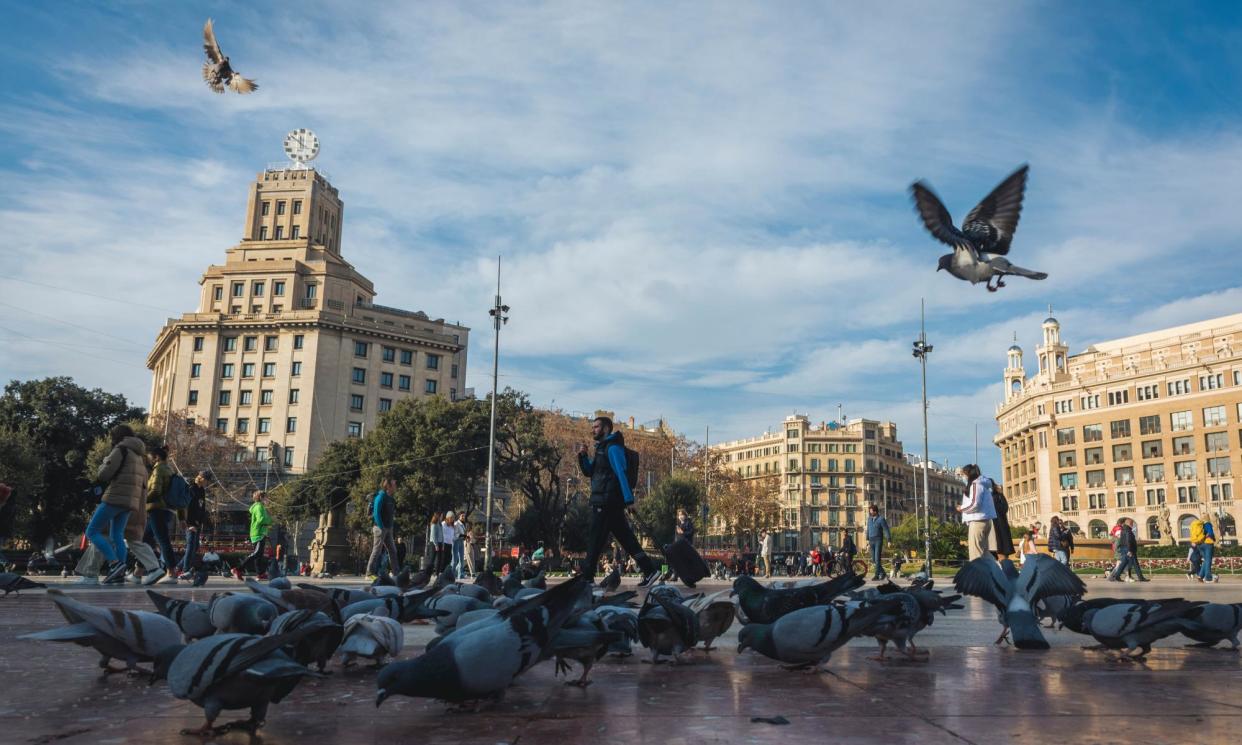 <span>In the Plaça de Catalunya in the city centre, the concentration of birds is twice the recommended number.</span><span>Photograph: Design Pics Editorial/Universal Images Group/Getty Images</span>