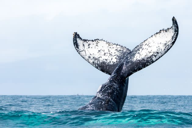 Close-up of a less amorous humpback.