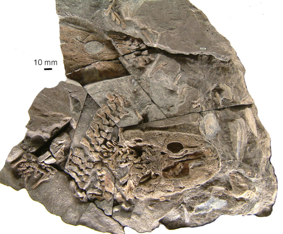 The <i>Acanthostega</i> fossil revealed that the animal was in an immature phase, and was still a juvenile at it's time of death.