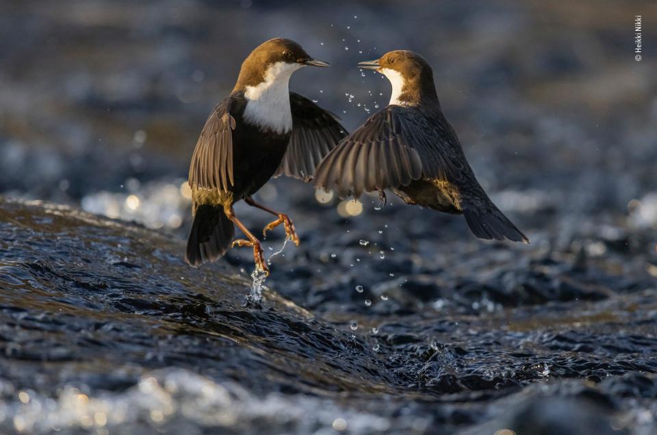 A photo on the shortlist for the Wildlife Photographer of the Year competition: two dippers having a row