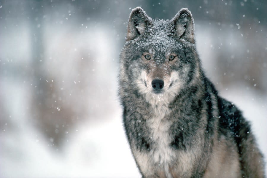 After eating a deer, a gray wolf pauses with piece of hair from the deer stuck on its nose. This wolf is one of the captive wolves located in the Carlo Avery Wolf Colony.