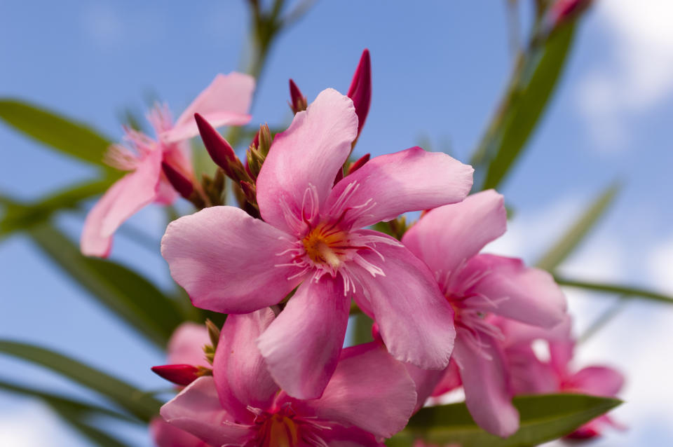 pink oleander