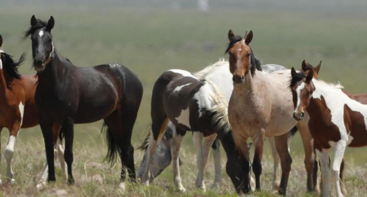 Research suggests these wild horses in Utah may not actually be wild