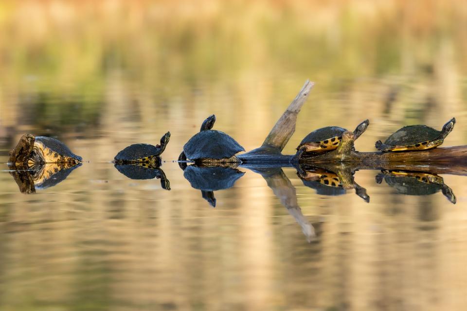 Yellow bellied sliders at Greenfield Lake.