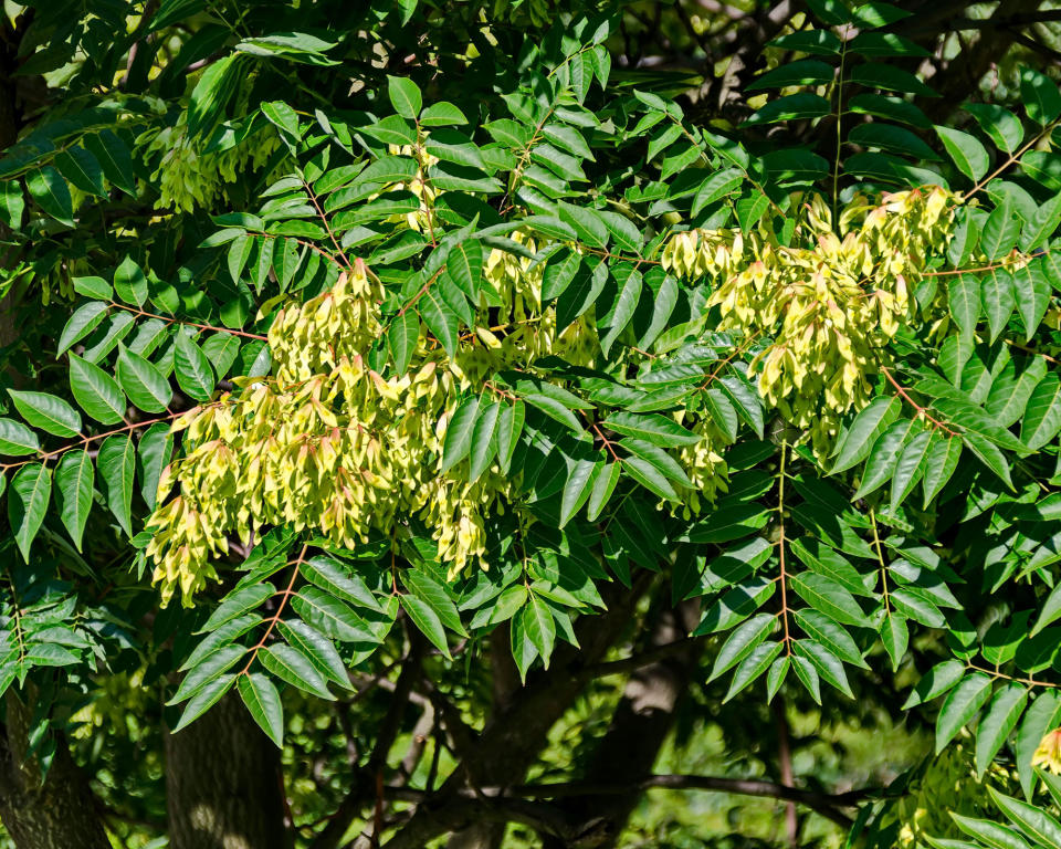 1. Tree of Heaven (Ailanthus altissima)