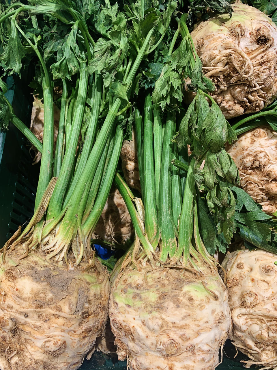 celery roots