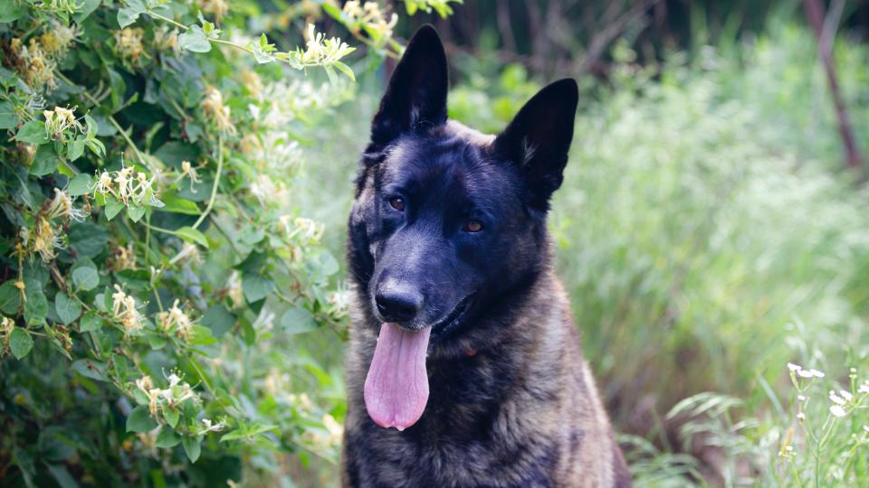 Dutch shepherd dog